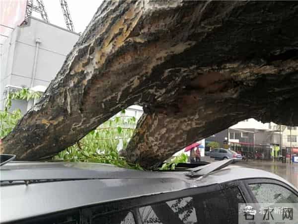 呼和浩特遇极端大风-大树连根拔起