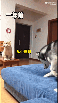 2岁女孩把蛇干当玩具吓跑妈妈