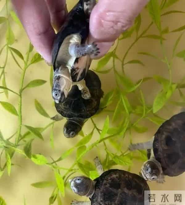 女子隔离到豪华套房