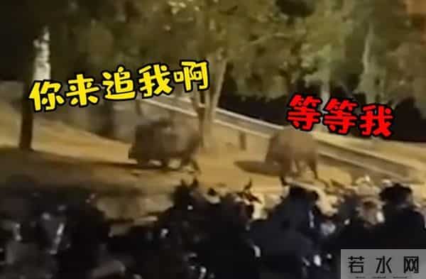 野猪闯入湖北一校园通信营业厅