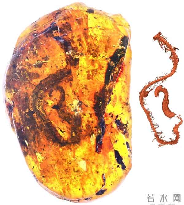 首次发现蛇琥珀