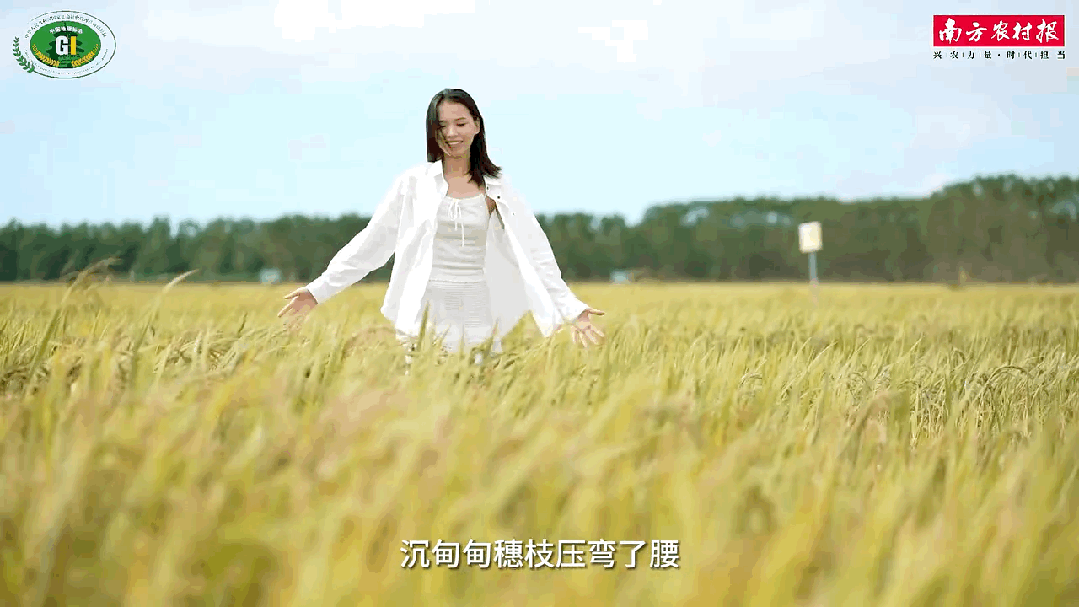 袁隆平念念不忘的海水稻新米要上市