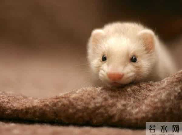 男子花150美元买狗结果是巴西老鼠