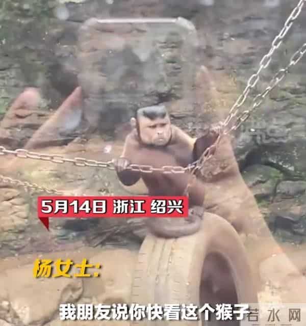 国字脸的猴儿还是第一次见