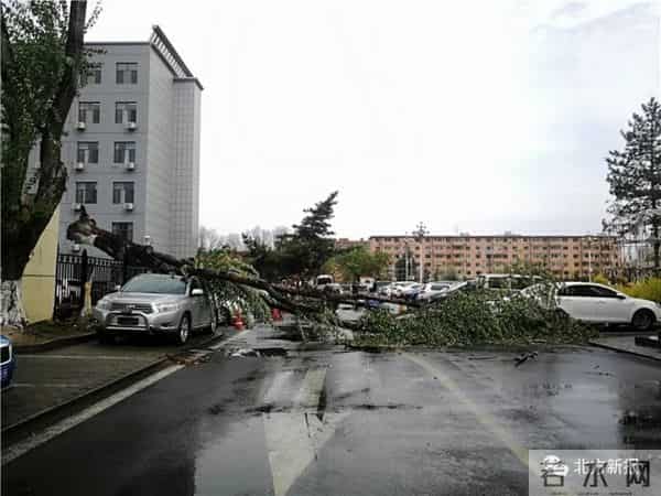 呼和浩特遇极端大风-大树连根拔起