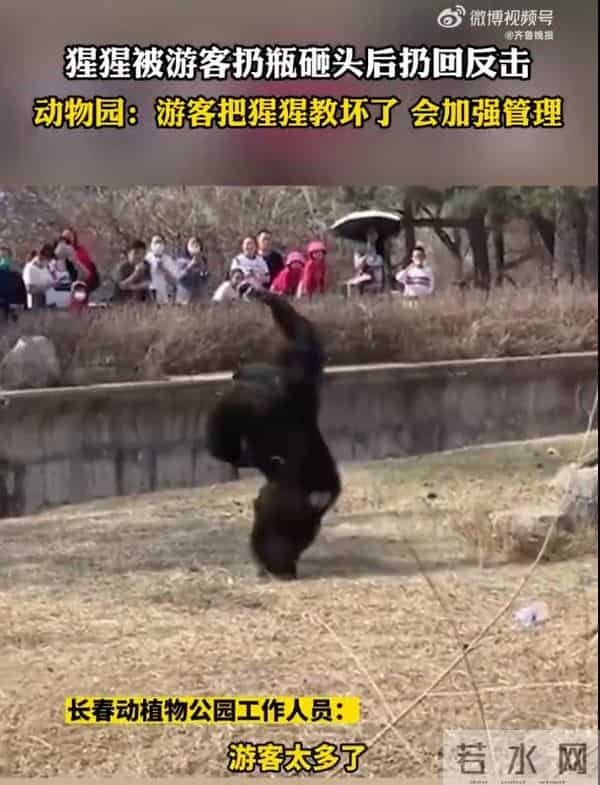 猩猩被扔瓶子砸头后扔回反击