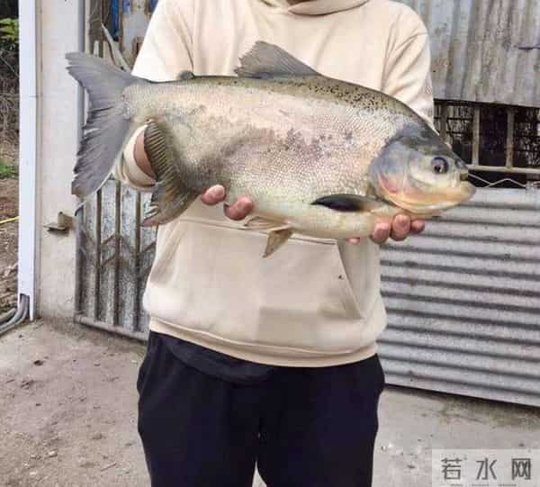 食人鱼可以吃吗