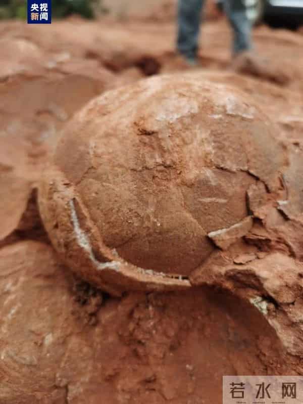 江西武宁发现恐龙蛋化石