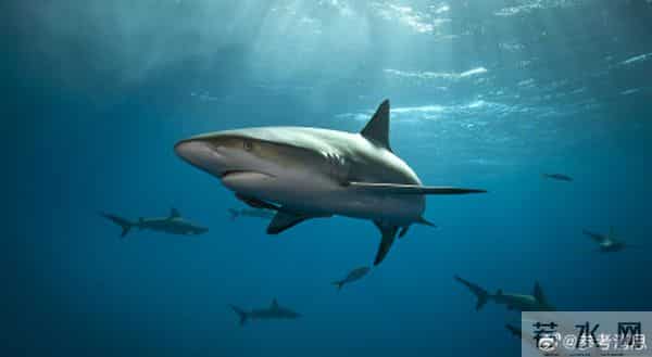 美国毒贩海岸扔毒品或致鲨鱼上瘾