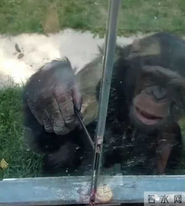 大猩猩自备吸管向游客索要饮料