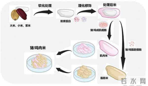 米里含肉!我国成功研发出猪肉米
