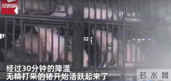 300头猪集体中暑