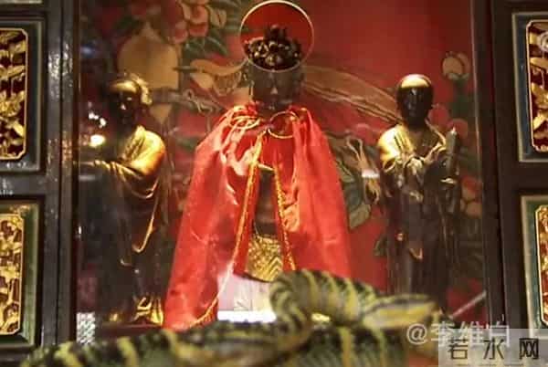 两条剧毒竹叶青蛇盘踞寺院内