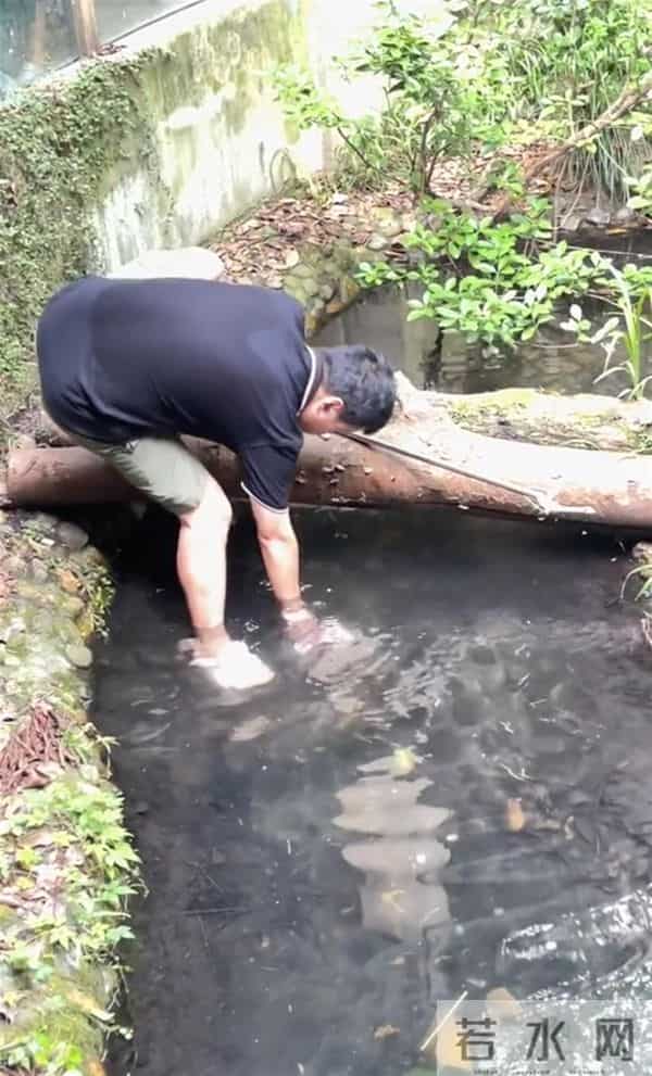 男子下鳄鱼池捞手机 动物园回应