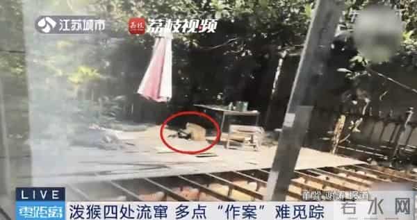 南京人看到泼猴请立即报告