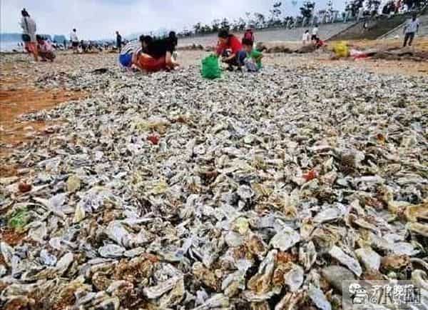 台风过后青岛海滩上尽是海鲜