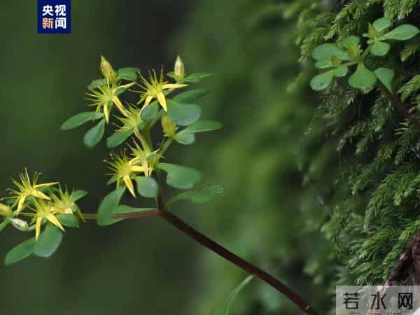 浙江江山发现新物种须女景天