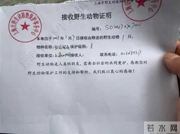 小区惊现40厘米陆龟散步