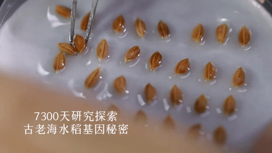 袁隆平念念不忘的海水稻新米要上市