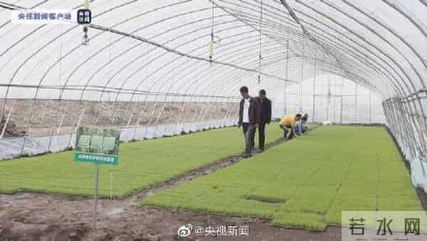 袁隆平团队巨型稻在天津插秧