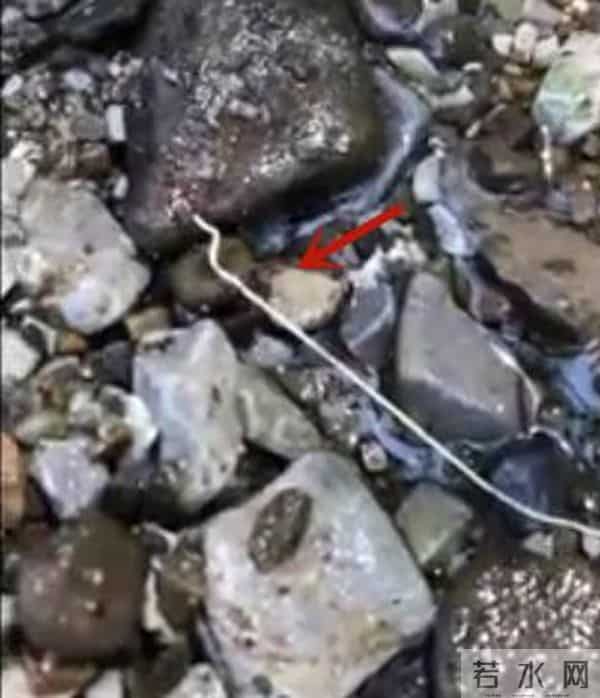 四川疑现数米长龙线虫