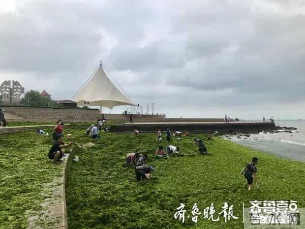 台风过后青岛海滩上尽是海鲜