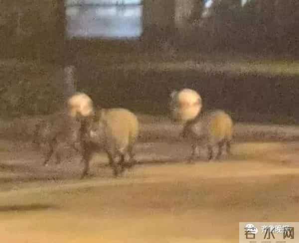 野猪闯入湖北一校园通信营业厅