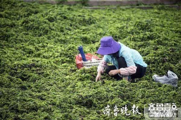 台风过后青岛海滩上尽是海鲜