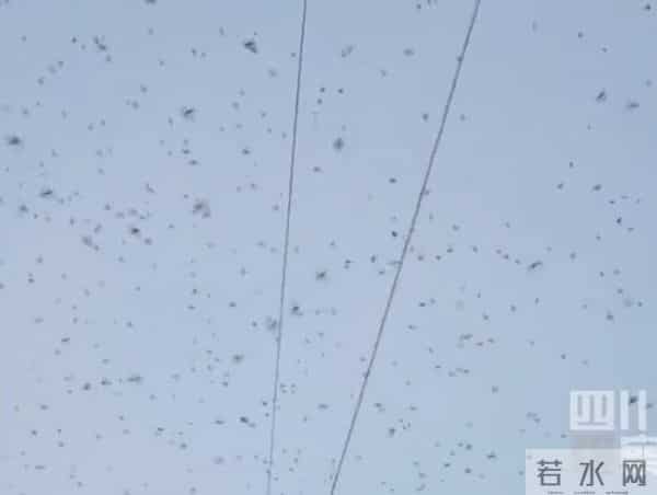 四川绵竹上空疑现大量蝙蝠群