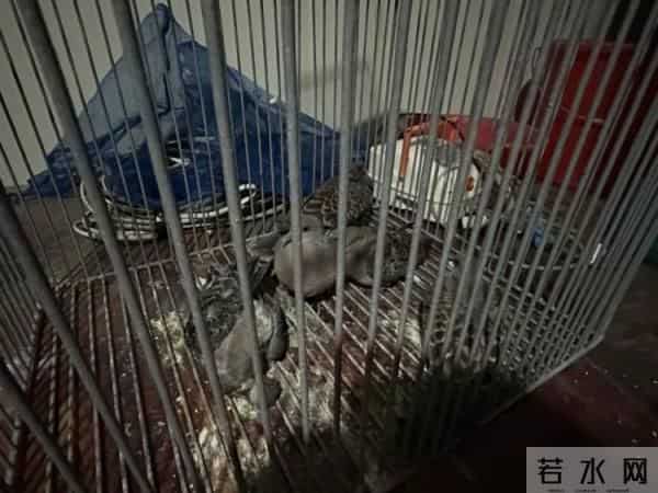 警方在男子家中搜出61只野生鸟类