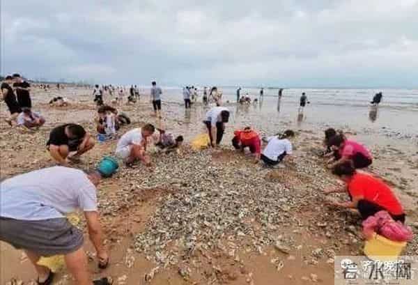 台风过后青岛海滩上尽是海鲜