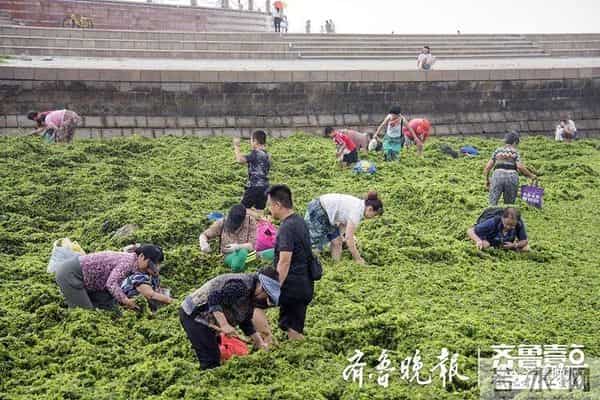 台风过后青岛海滩上尽是海鲜