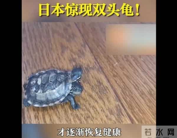 日本基因突变双头龟