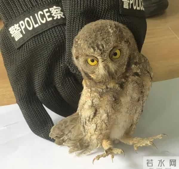 警方在男子家中搜出61只野生鸟类