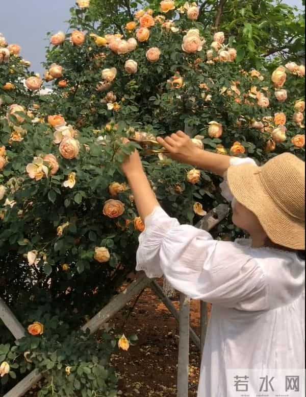 世界上最大最臭的花 组团开放