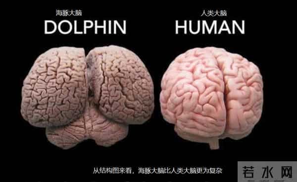 男子游泳被鲨鱼袭击幸有海豚相救