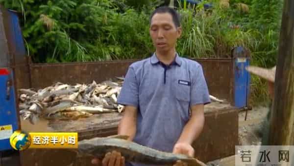 暴雨冲走养殖户百万元中华鲟鱼
