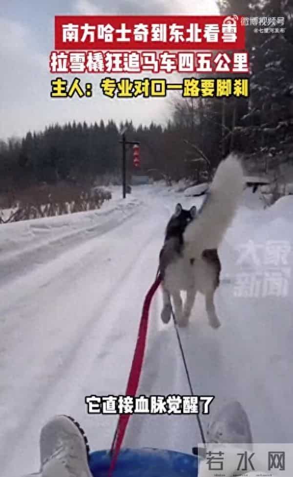 南方哈士奇到东北拉雪橇狂飙5公里