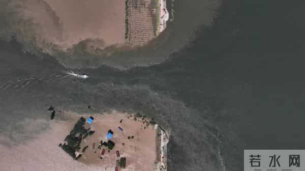 洞庭湖决堤后动物们水中求生