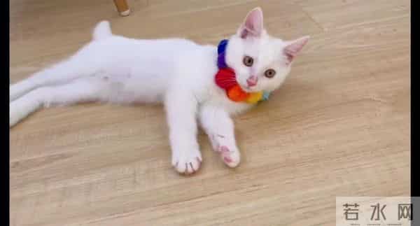 猫咪趁主人睡觉开闸放水淹了家