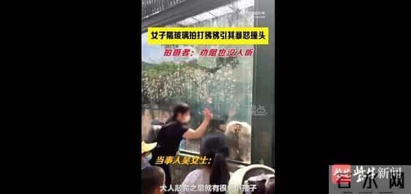 女子隔玻璃打狒狒引其暴怒撞头
