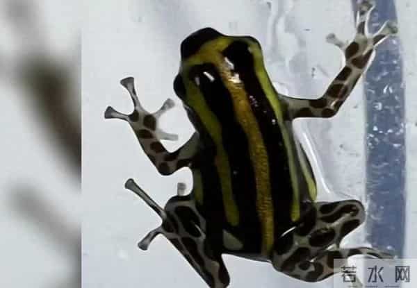 女子隔离到豪华套房