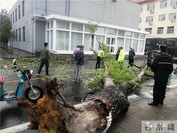 呼和浩特遇极端大风-大树连根拔起