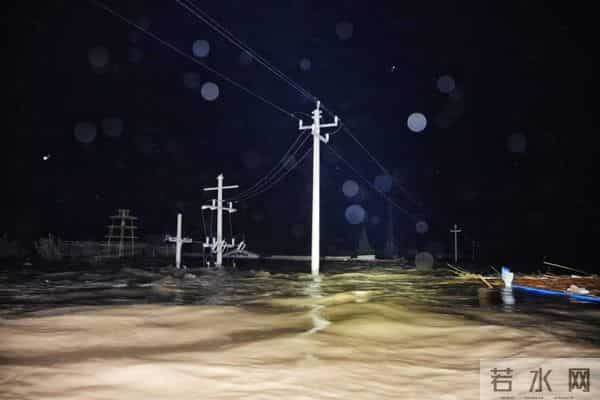 洞庭湖决堤后动物们水中求生