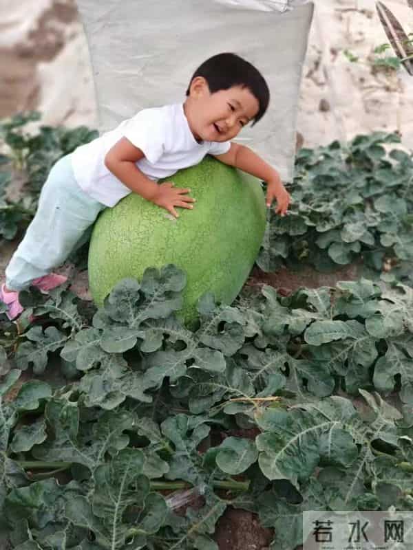 杭州种出78斤大西瓜破全省纪录