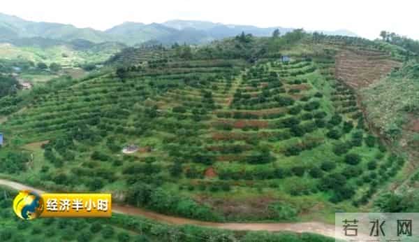 暴雨冲走养殖户百万元中华鲟鱼