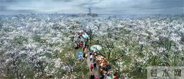 女子赏花站梨树枝头甩衣狂摇