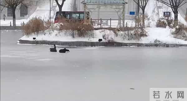 哈师大黑天鹅已被冻湖上两天