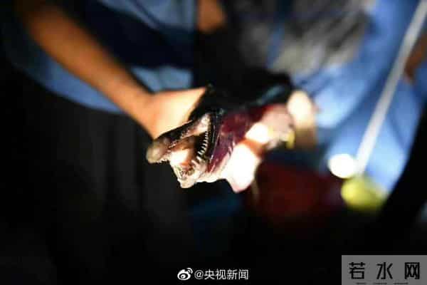 河南汝州怪鱼捕获-1雌1雄