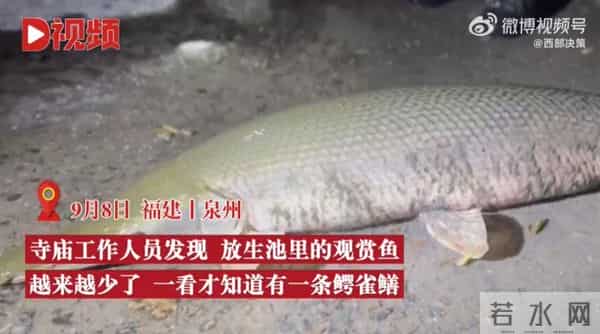 寺庙放生池现1.2米长鳄雀鳝